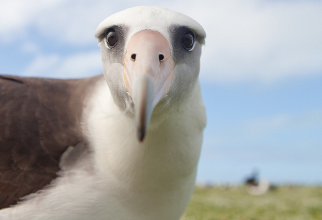 aly-the-albatross